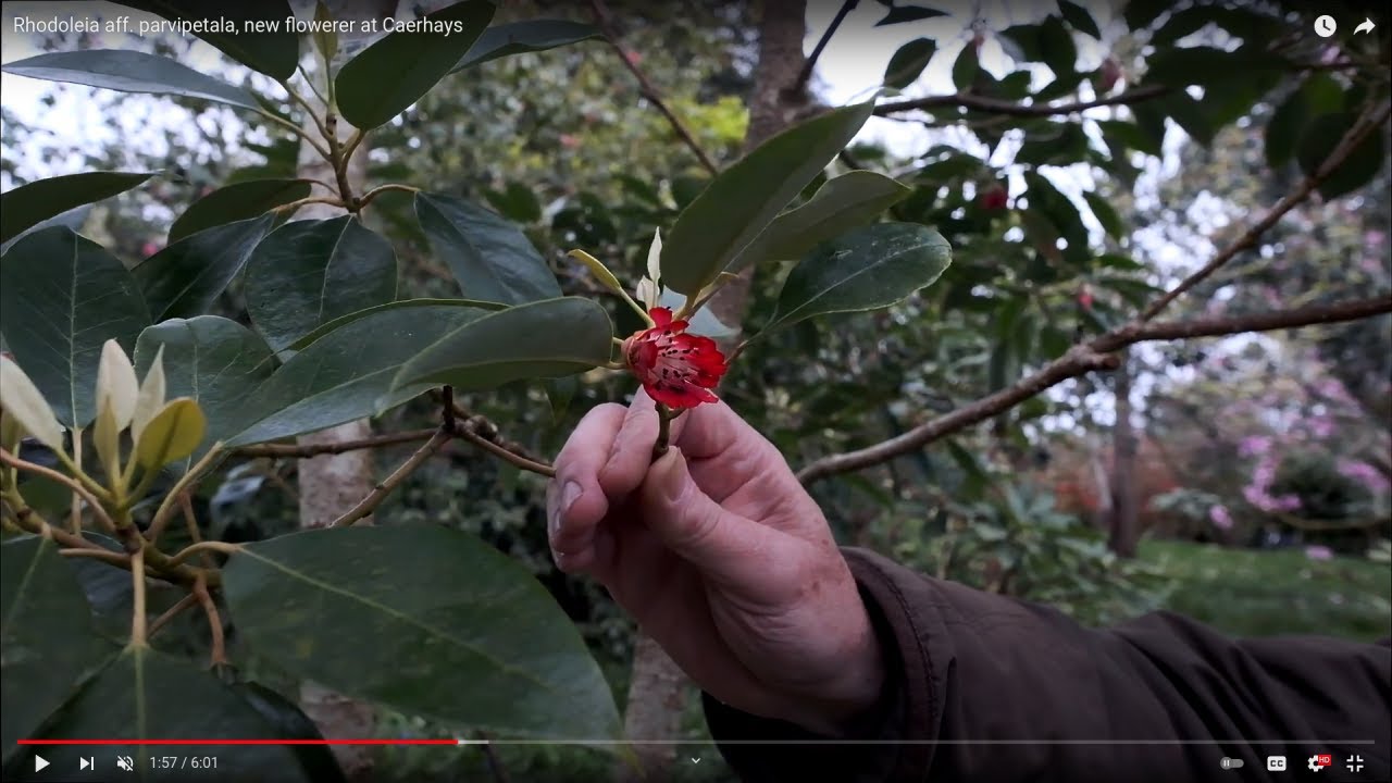 Rhodoleia aff. parvipetala, new flowerer at Caerhays