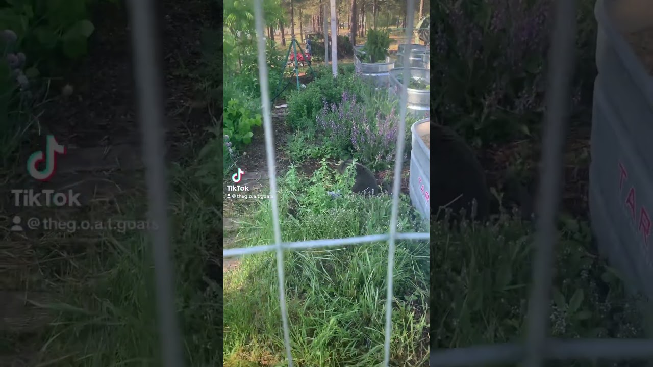 Moon getting sprayed by the sprinkler.#moonthecat #moontherussianblue #cats #sprinkler #garden #run