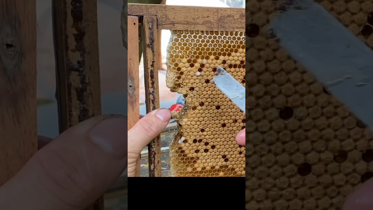 As&iacute; se puede criar abejas reinas #bee #abejas