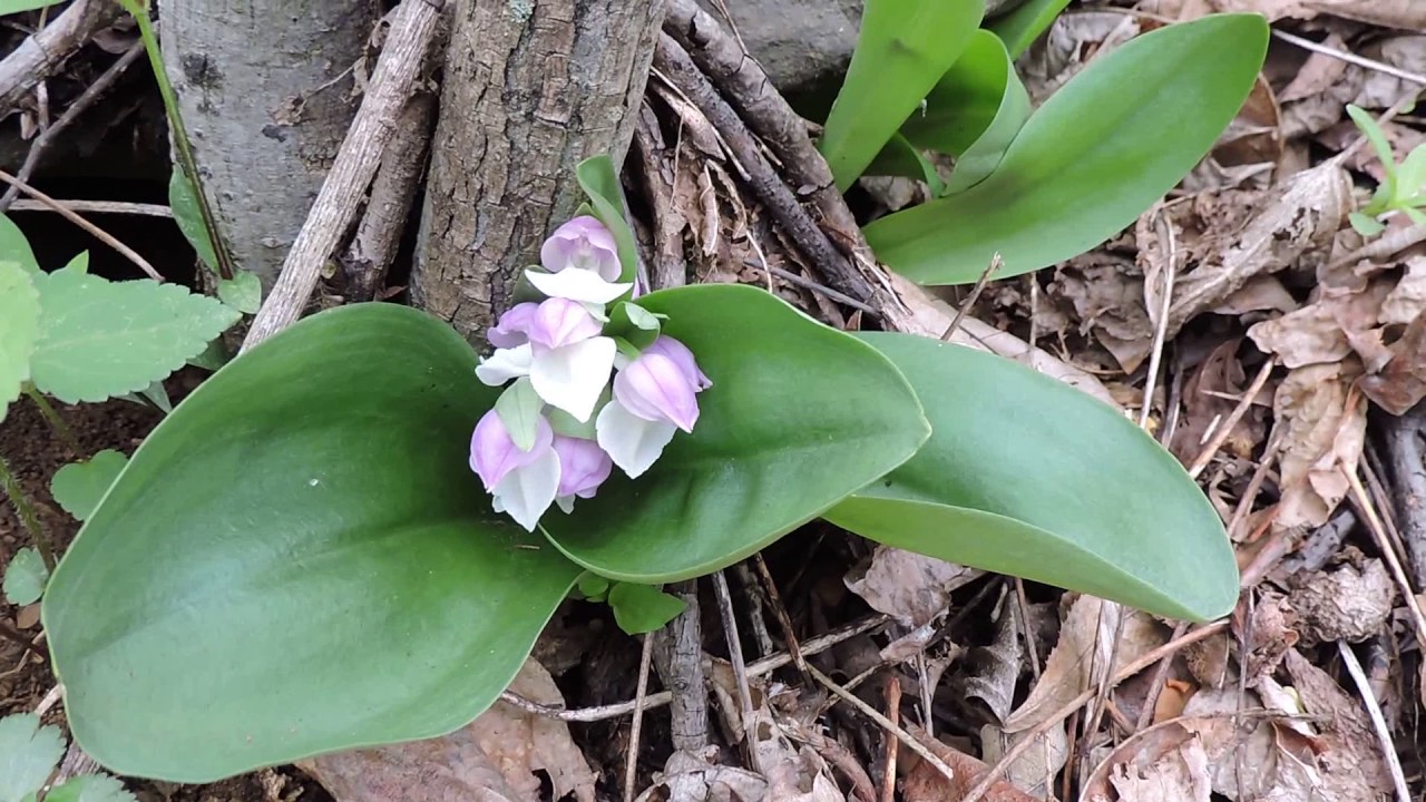 Capital Naturalist: Showy Orchis