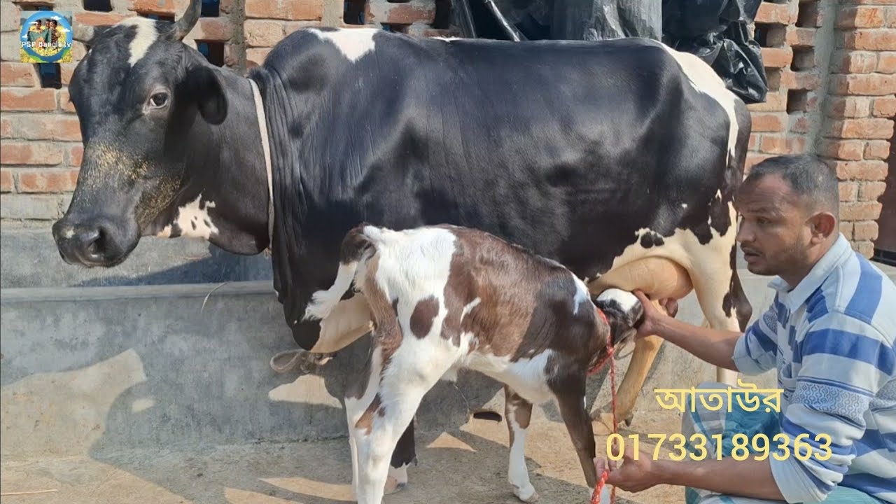 @ আজ 25 January 2026|| ভাই ভাই এগ্রো ফার্মে হাই কোয়ালিটির দুধের গাভী বাছুর||