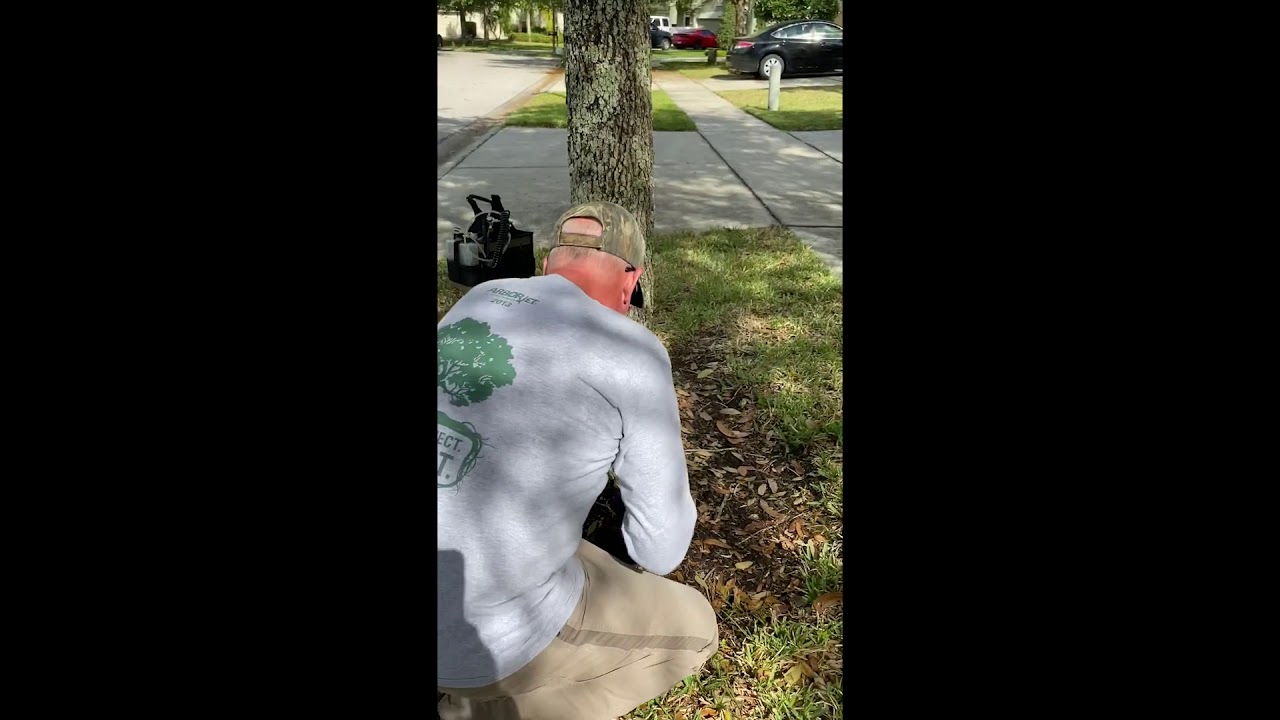 Live Oak Tree Injection