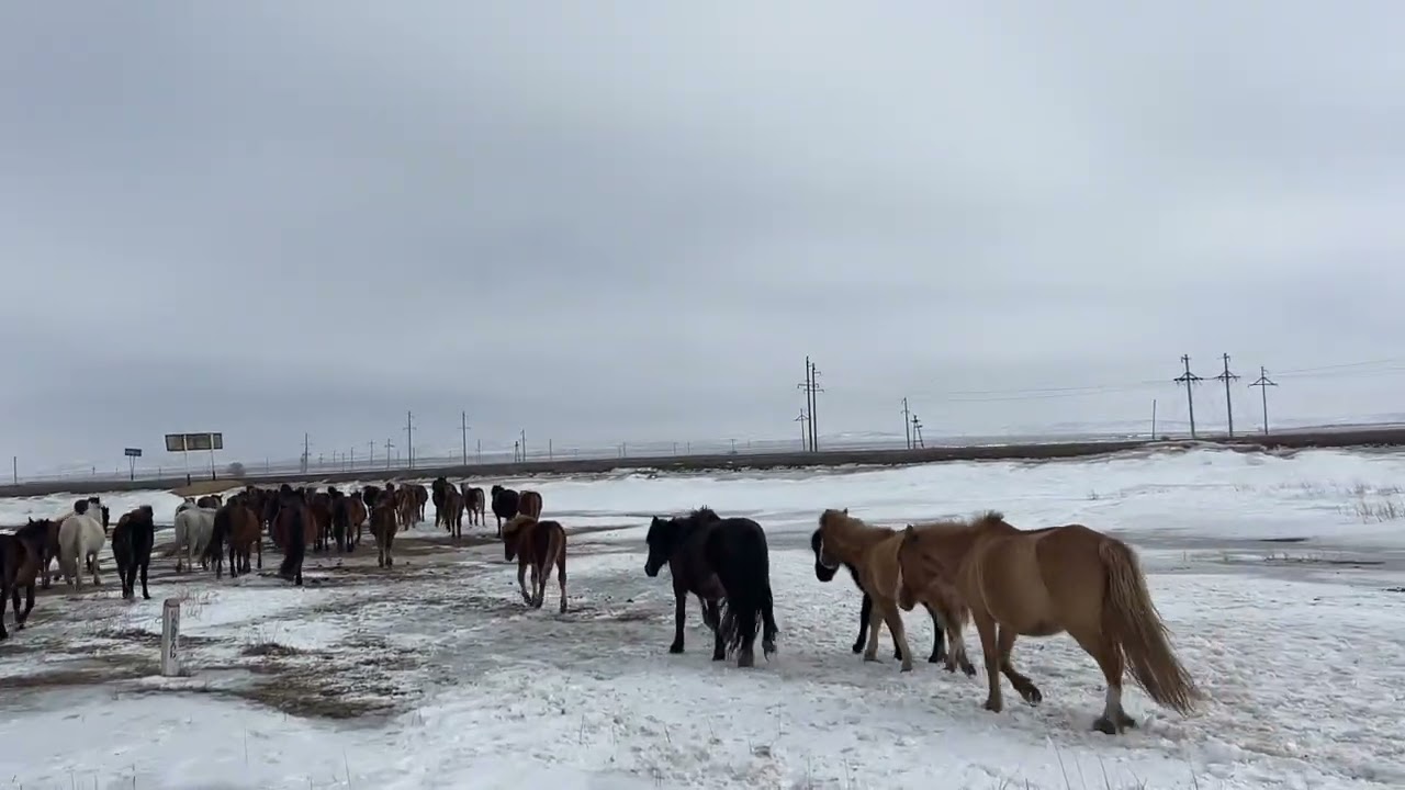 Бтр в степь , косяк Акжала оставили дома #интересно #лошадки #айгыр #лошади #жеребец #жылкы #