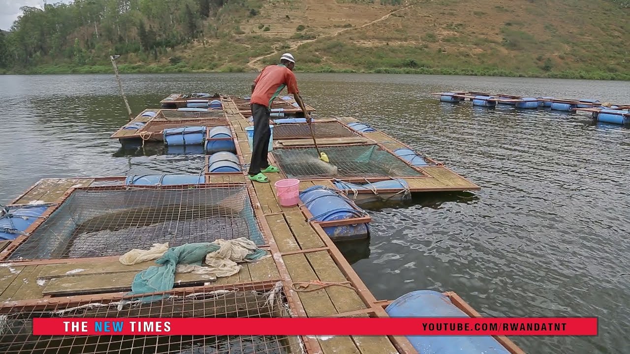 Fish feed production in Kigali and feeding at Lake Muhazi farm