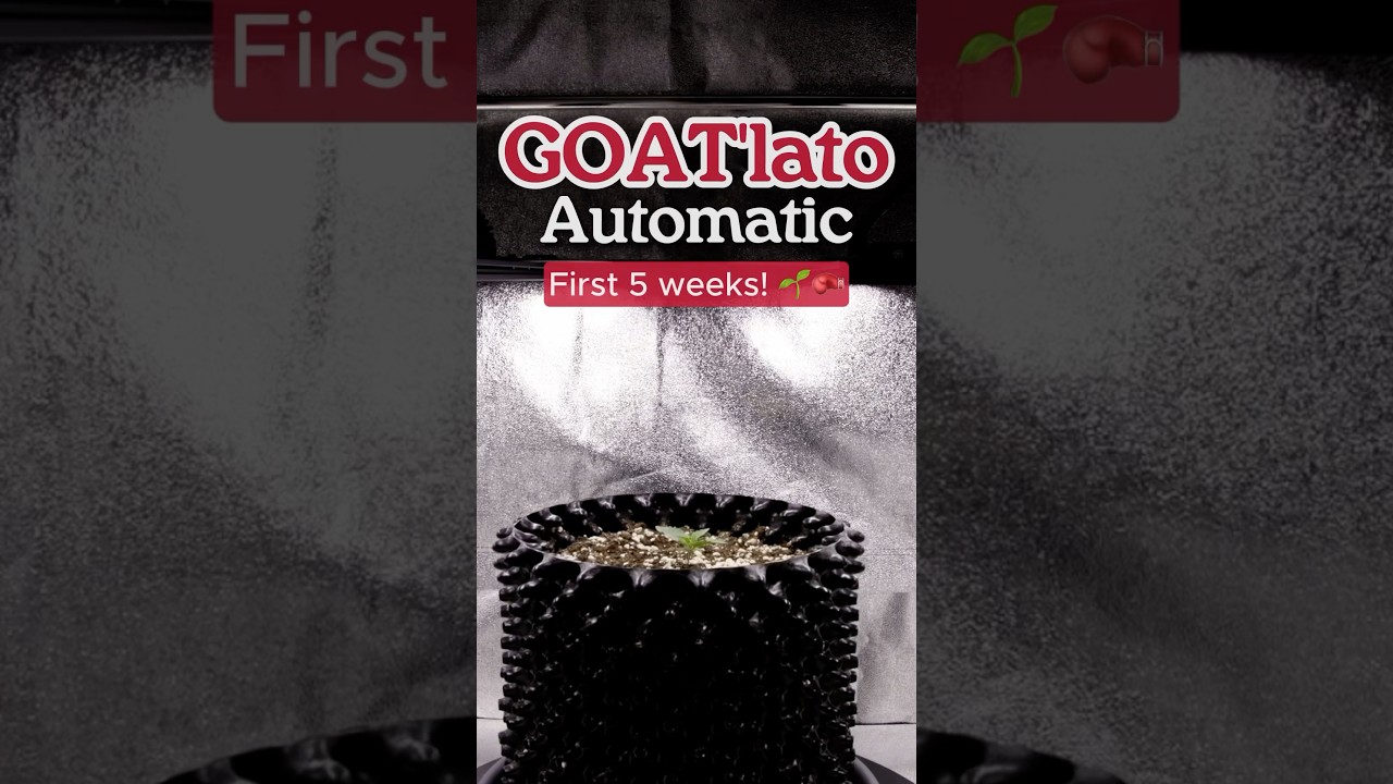 GOAT&rsquo;lato Auto by Royal Queen Seeds 🌱🥊