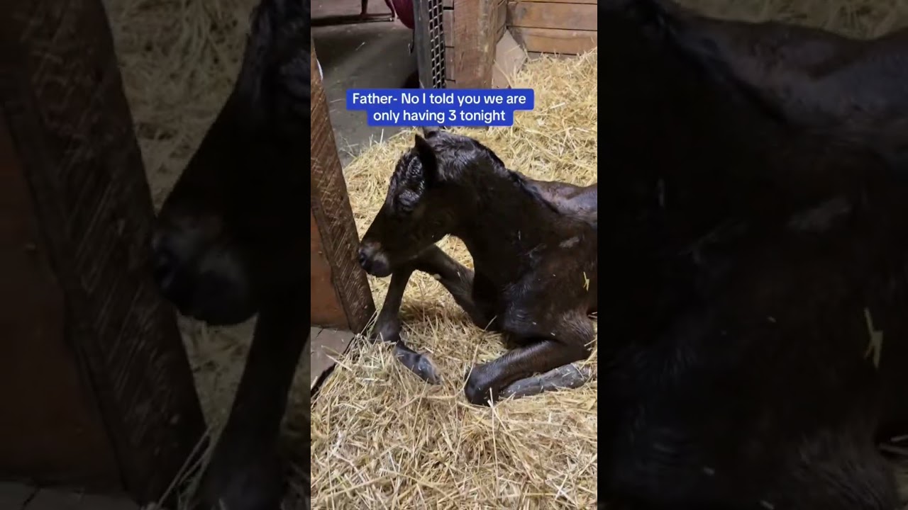 Foaling season chaos #foal #horse #equestrian #horseracing #racehorse #foalingseason #broodmare