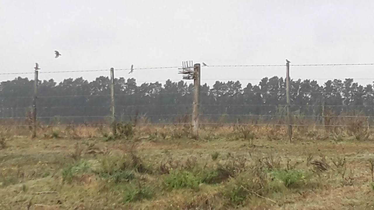 el mejor jilguero para el campo el pichon haciendo desatre