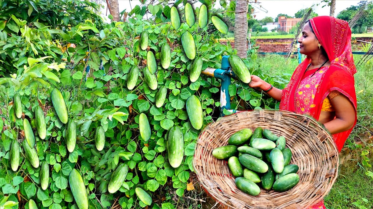 🍋आम की डाली की छटनी करने के बाद बनाया हमने 😋कुंदरू की ऐसी कलौंजी जो बनते ही 👌बच्चे चट कर गए