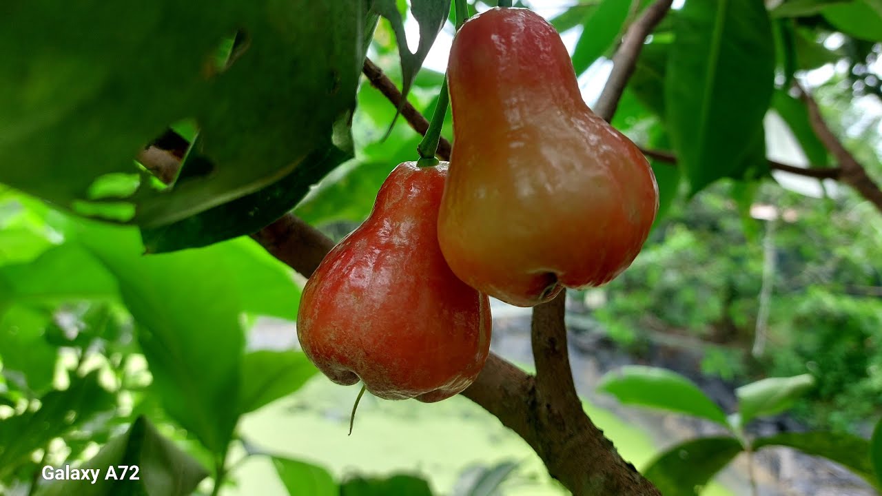 Cách xử lý ra hoa cho cây roi đỏ trồng tại miền trung và miền bắc
