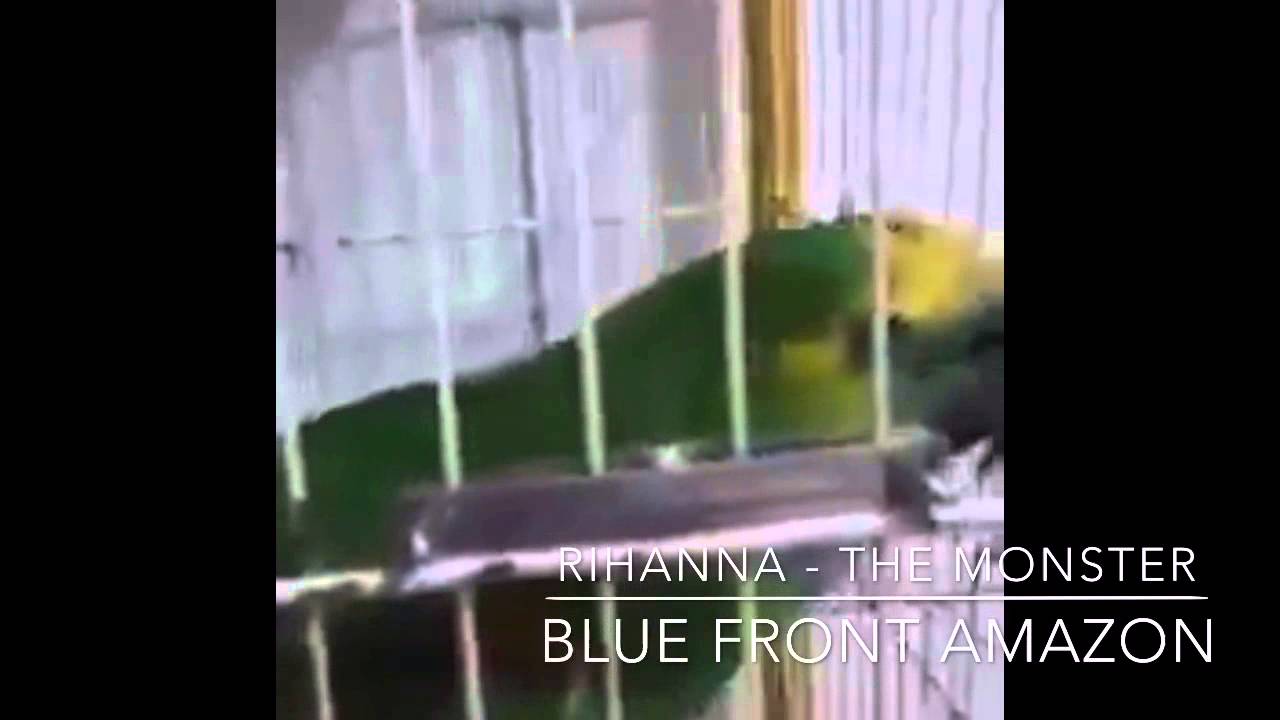 Listen up these amazing parrots singers! 🎤Rihanna, Beyonc&eacute;, Groove Armada and others🎤