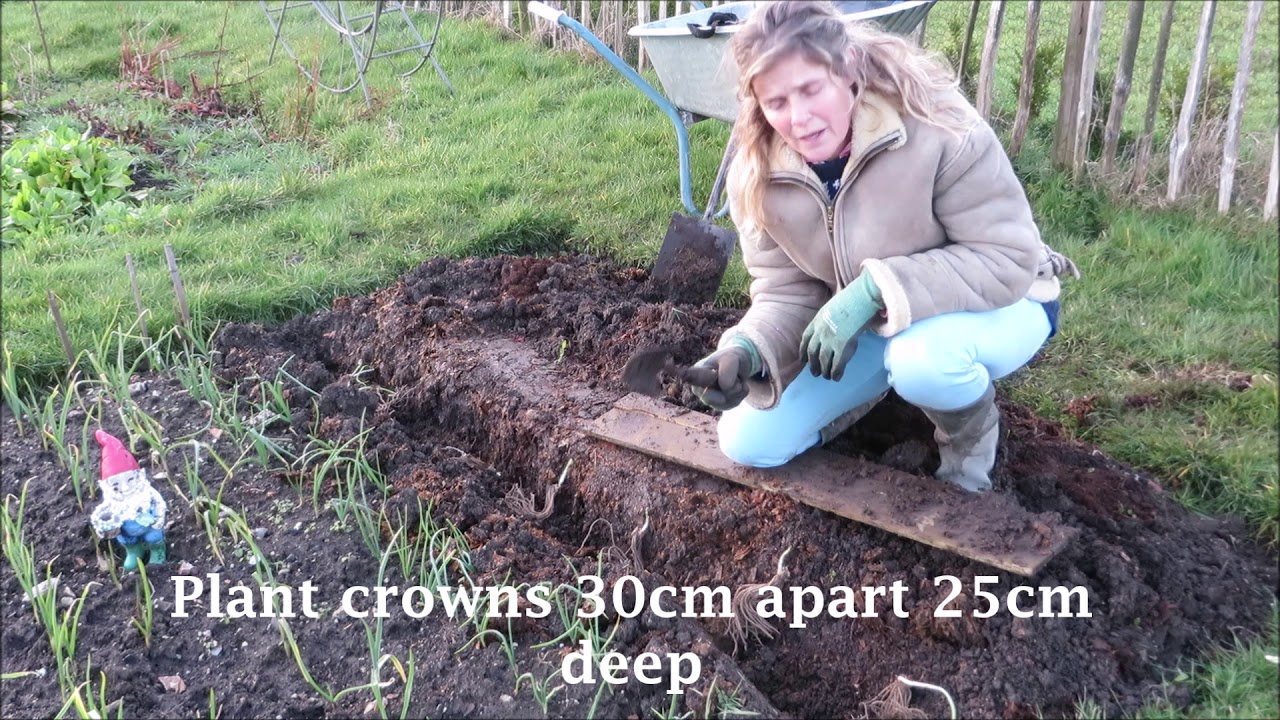 Madeleine's How to make an asparagus bed and grow asparagus crowns