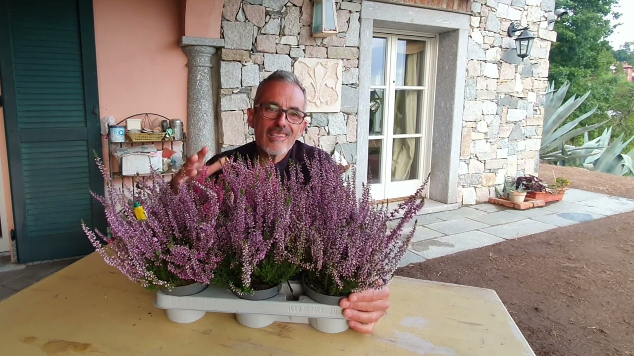 Erica  tanto colore nel giardino d'inverno