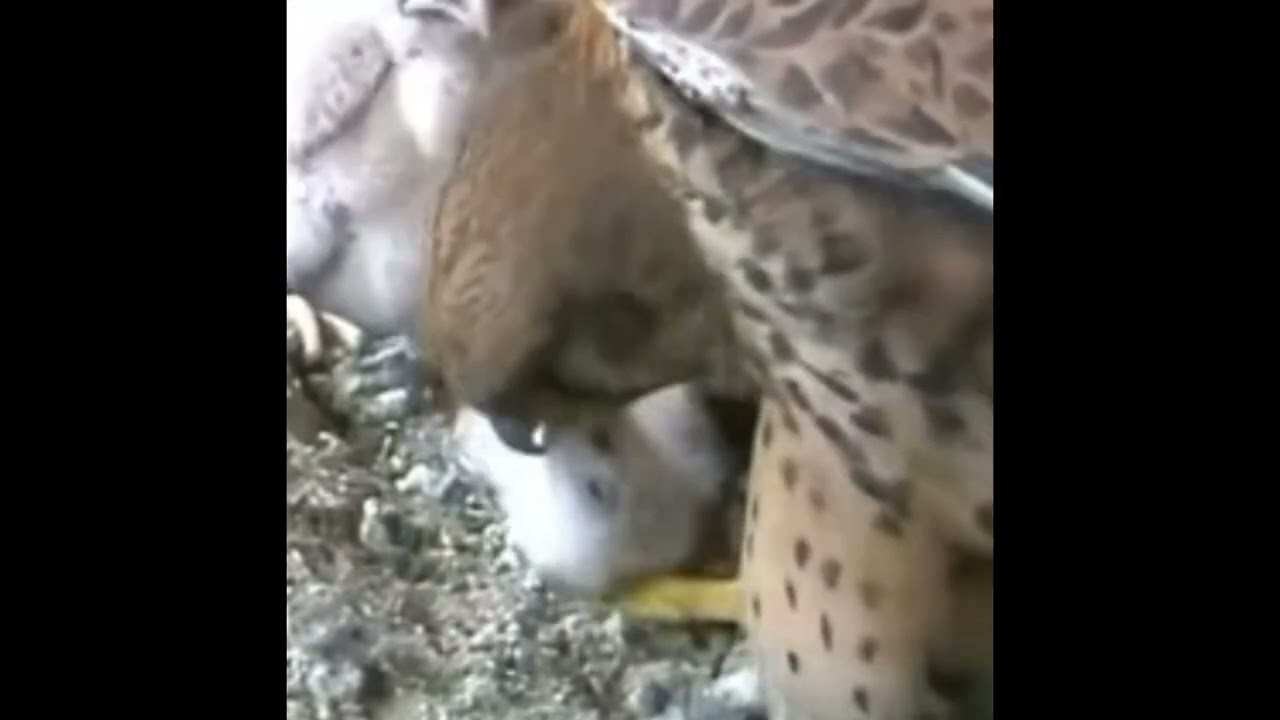 FALCON RIPS SMALLEST CHICKS FACE OFF, FEEDS TO SIBLINGS - 2020 SEASON