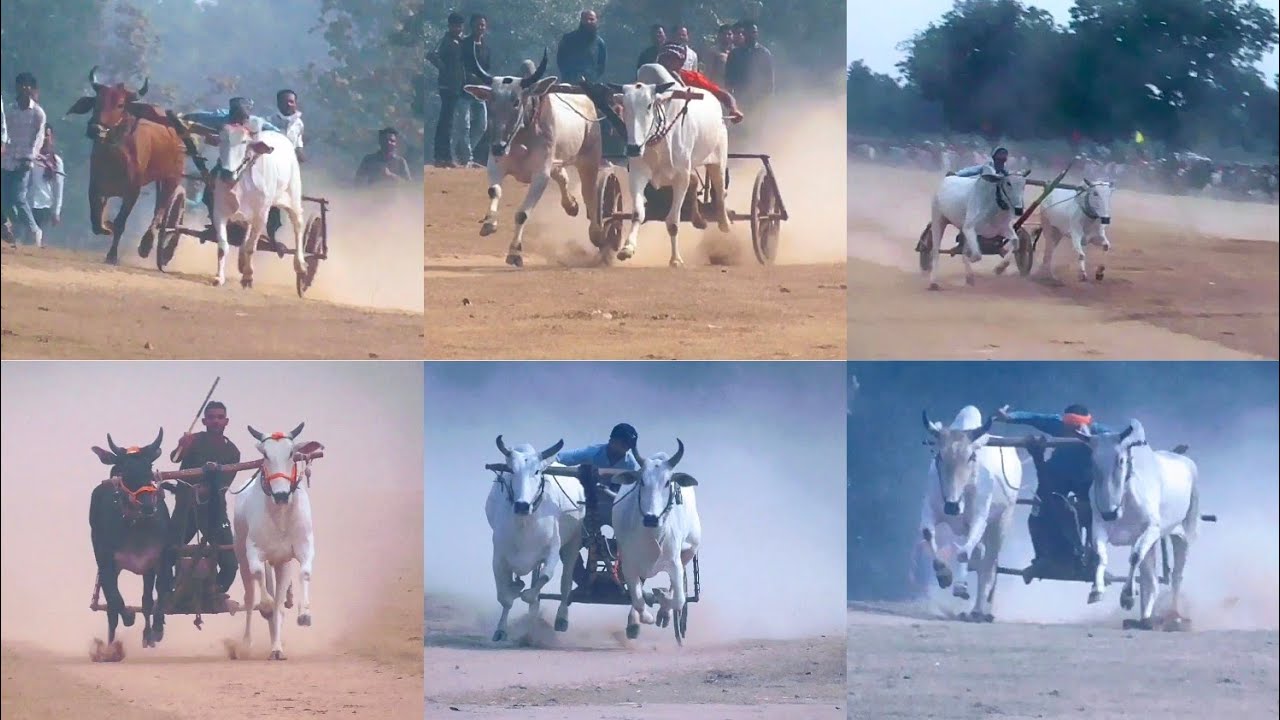 गोंडेगांव पट फाइनल 🤟1 से 8 नंबर की बैलजोड़ी रेस वीडियो 😎 pat pratiyogita gondegav final 2026