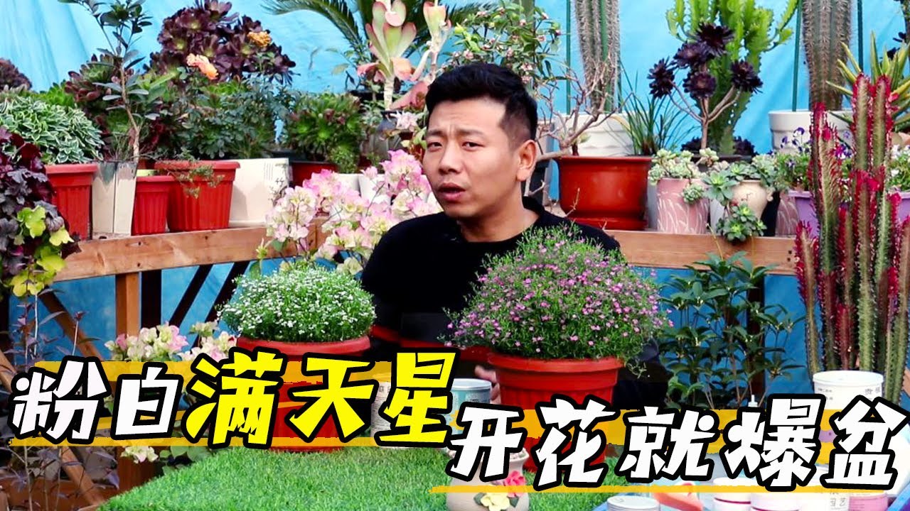 【養養養花花花】滿天星開花爆盆，只需做好這幾點，輕鬆鬆鬆，簡簡單單！