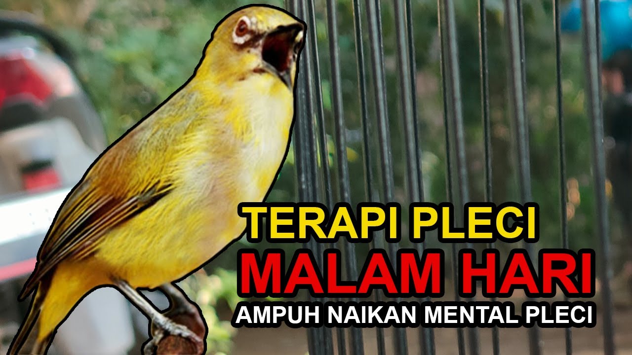 Terapi Pleci Malam Hari, AMPUH atasi Pleci Macet dan Malas Bunyi