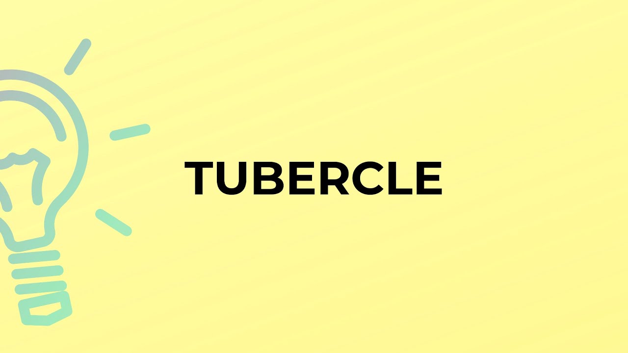 What is the meaning of the word TUBERCLE?