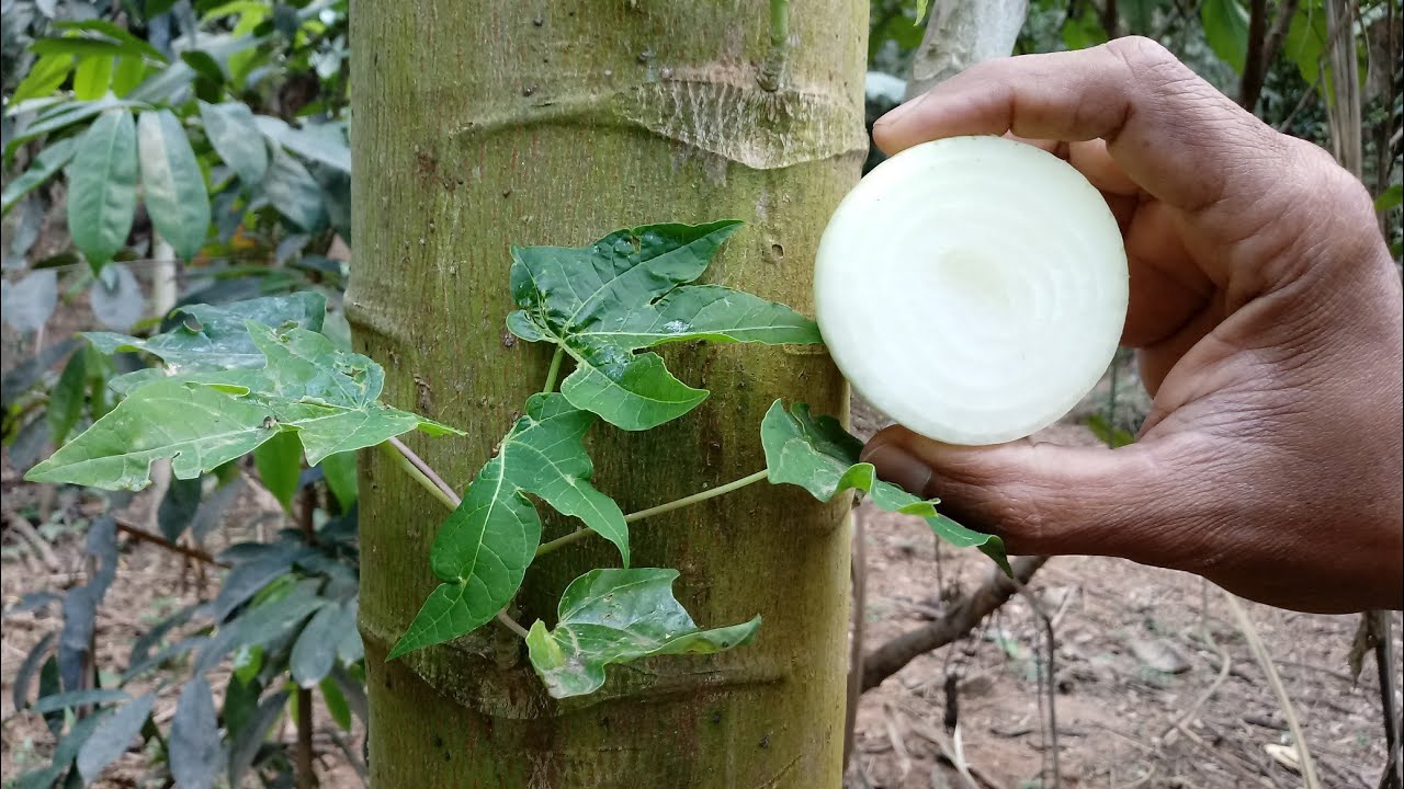 Use 1 CEBOLA nas suas ALPORQUIA e veja que RESULTADO INCRÍVEL!