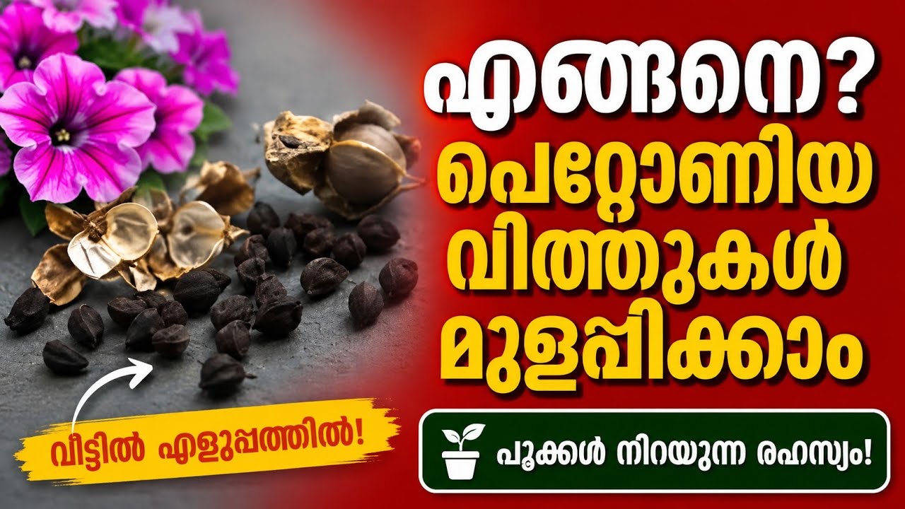 petunia seeds how to grow | seed germination |petunia plant care in malayalam | petunia flower