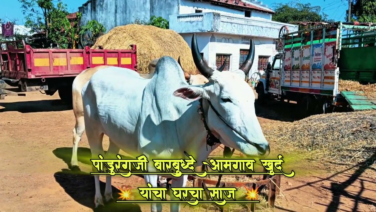 पांडुरंगजी बारबुध्दे आमगाव खुर्द💥यांचा घरचा साज 💥#patpratiyogita#likesharesubscribe #bailgadasharyat
