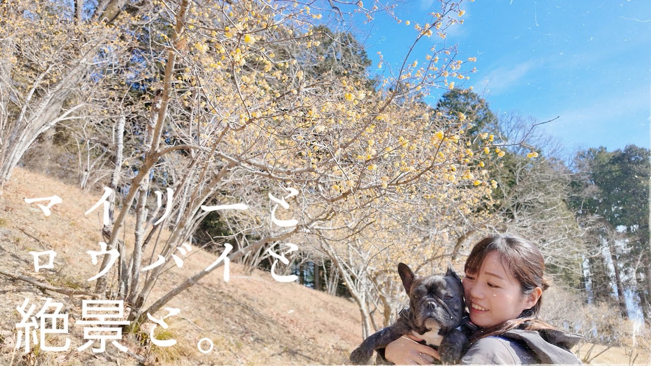 [低山登山~宝登山編]よく喋る口うるさい娘と大して面白くない親父の会話を横目にマイペースなマイリー(フレンチブルドッグ)。