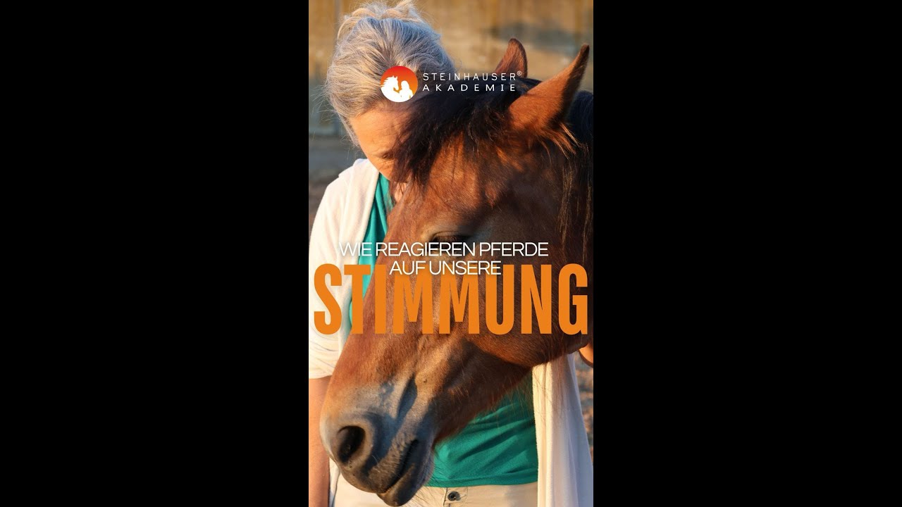 🐴✨ Pferde spiegeln unsere Stimmung