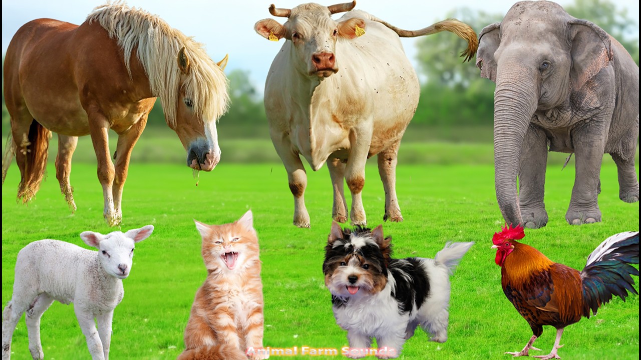 Farm Animals: Duck, Buffalo, Dog, Parrot, Sheep, Goat, Cow, Chicken, Rabbit, Pig – Animal Video