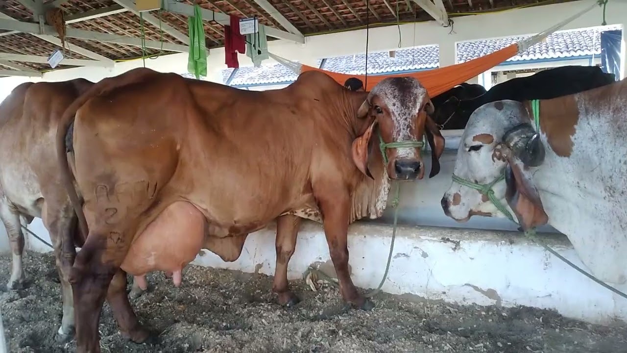 vaca gir produz 64 litros de leite por dia na festa do voi 2025