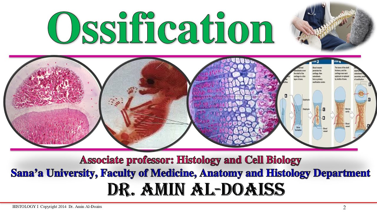 Histology : Lecture-20:  Bone Ossification= Bone Growth, Bone Development, Osteogenesis)
