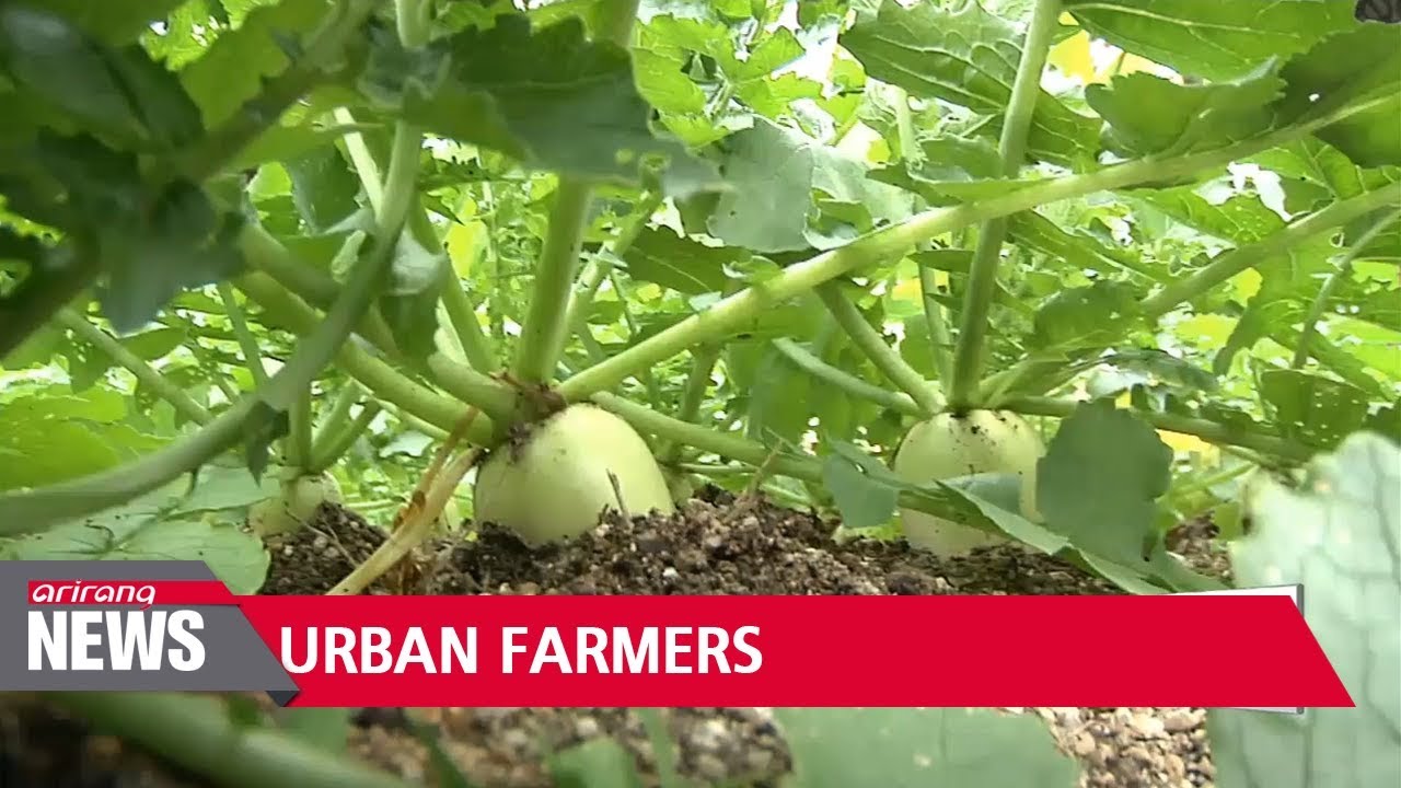 Cultivating Hope ? Urban Farmers