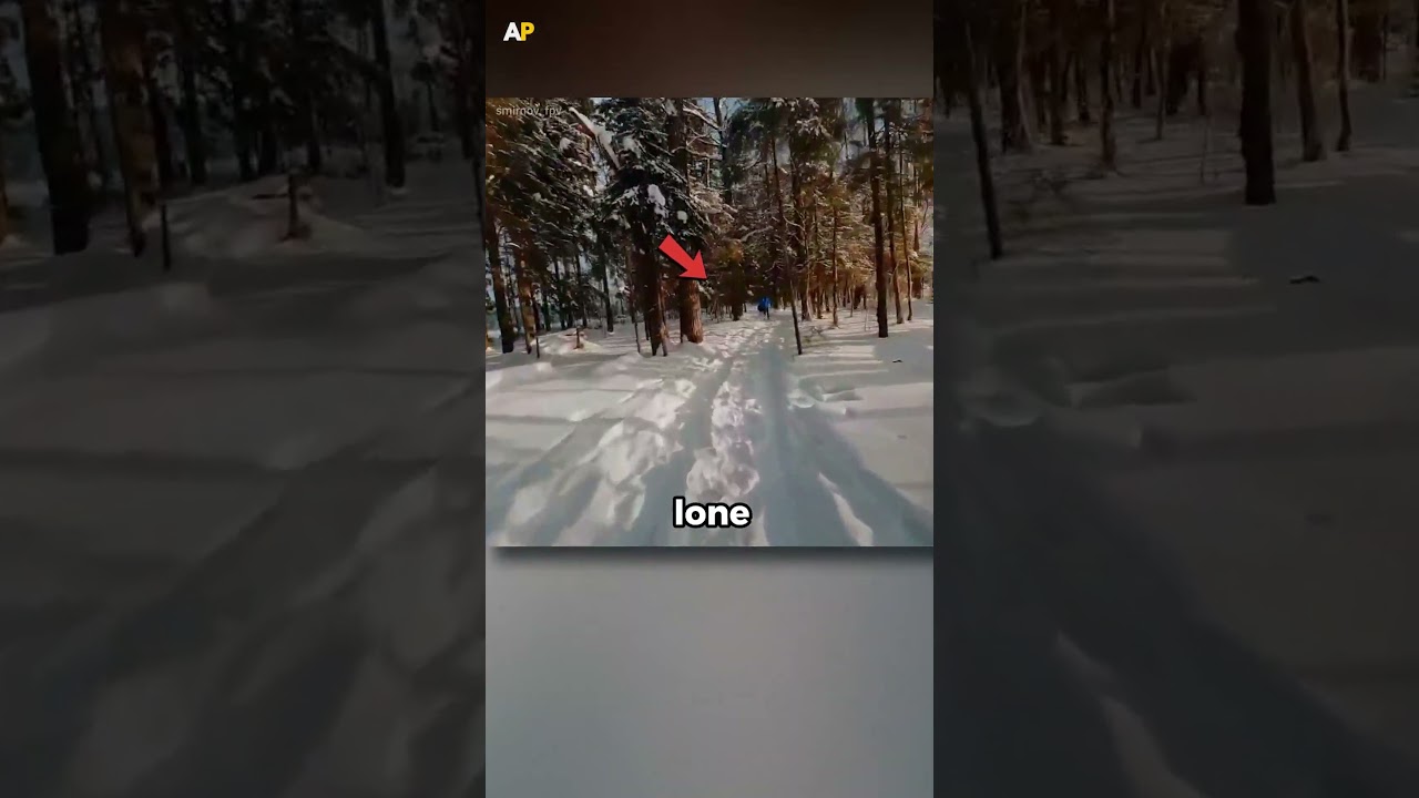 Медведь гонится за человеком, снято на FPV-дроне #шорты