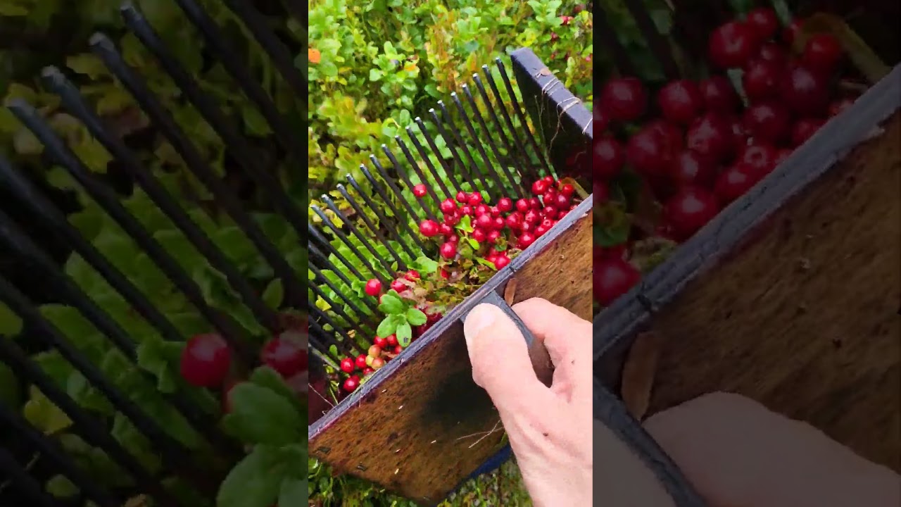 Lingonberry picking in Sweden forest #harvesting #sweden #cowberry #cranberry #lingonberry