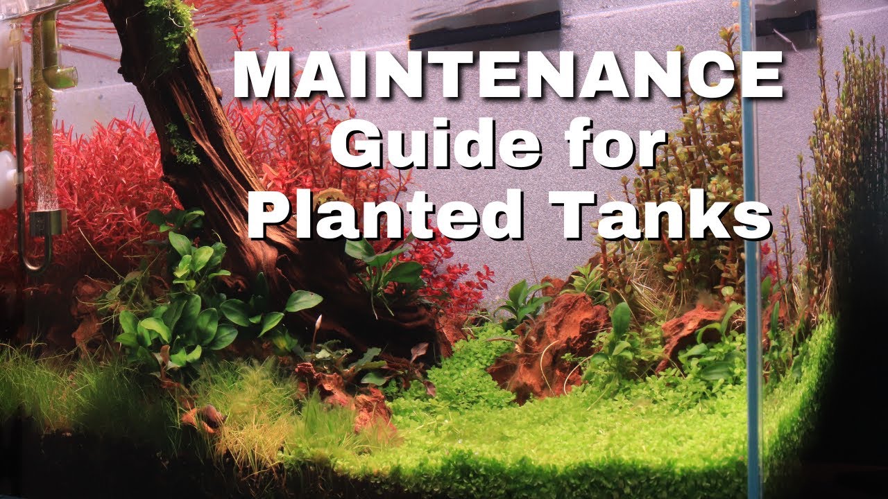 How to Maintain a Heavily Planted Tank