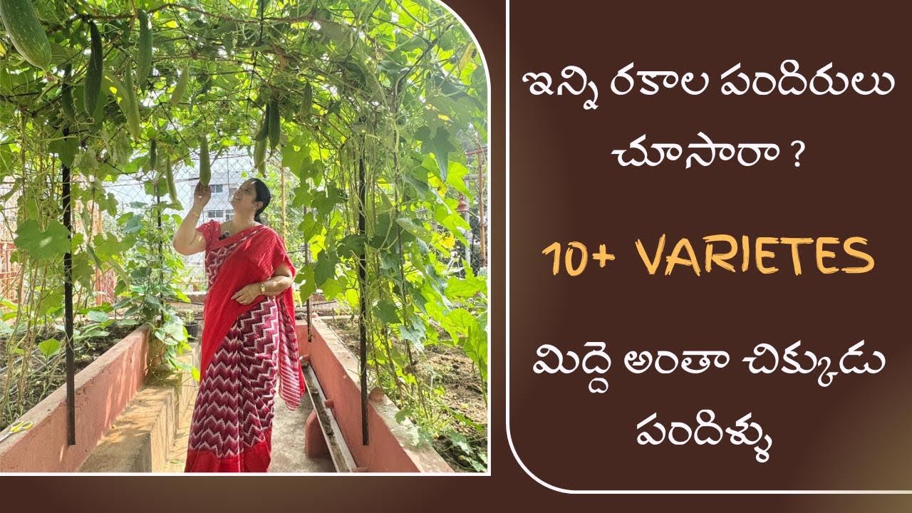 పెనుబంక, మిల్లీబగ్స్ ,అఫిడ్స్ రాకుండా వుండాలంటే కొన్ని టిప్స్ పాటించండి 