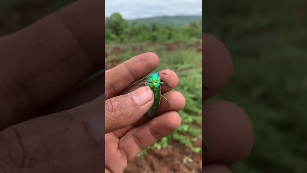 beautiful jewel beetle #video