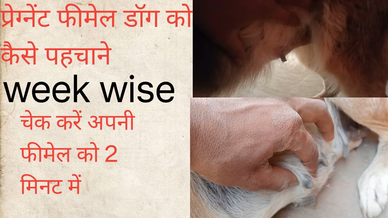 प्रेग्नेंट फीमेल डॉग को कैसे  पहचानें / how to check  female dogs pregnancy