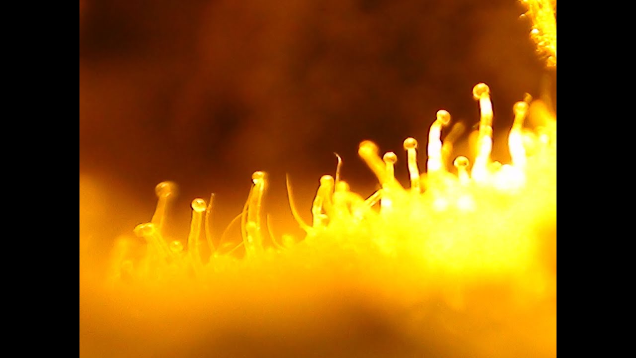 Scoping the Glandular Trichome