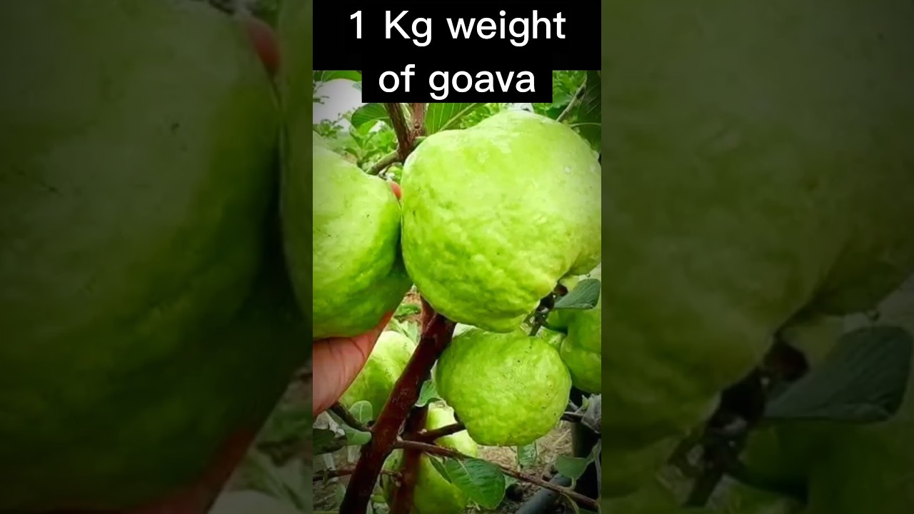 we grow a 1 kg guava plant at home 
