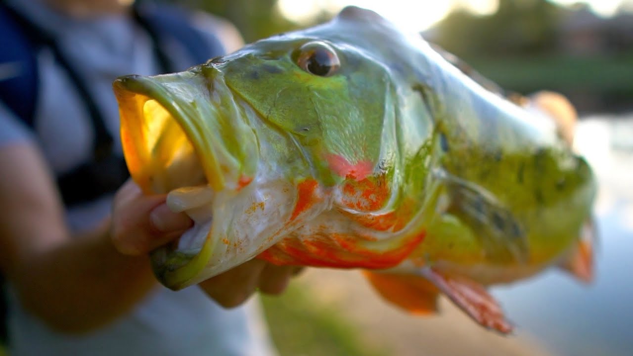 Multispecies pond hopping for MASSIVE peacock bass!!! (Underwater Footage)
