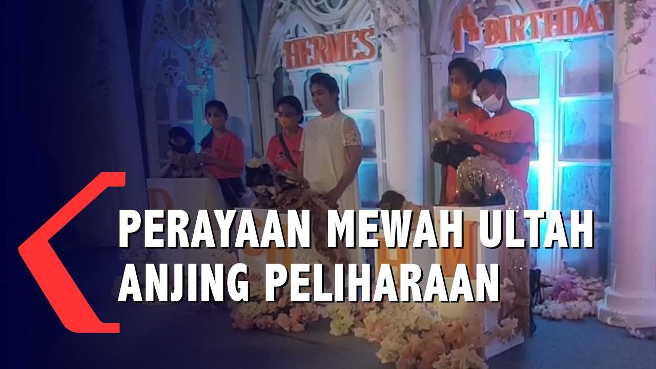 Crazy Rich Surabaya Rayakan Ultah Anjing Peliharaan Mewah