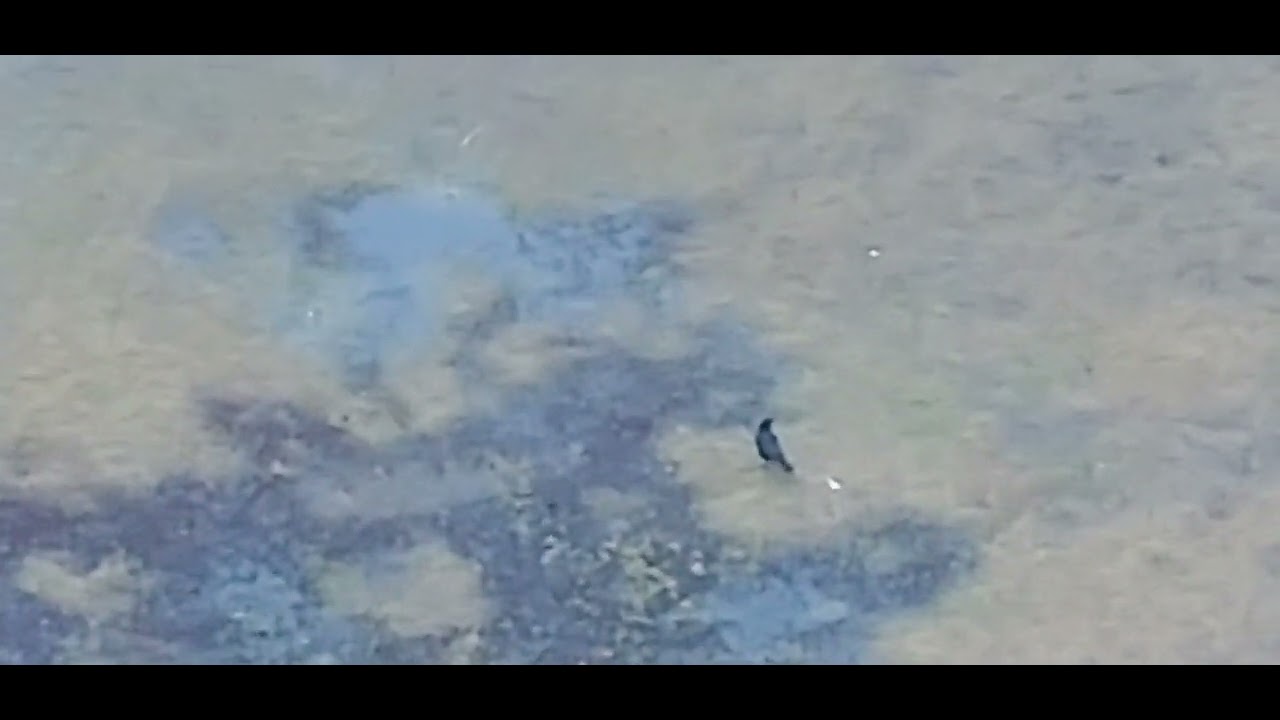 Crow and squirrel face off crows cawww