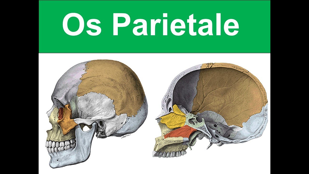 5. Os Parietale YAYDAR