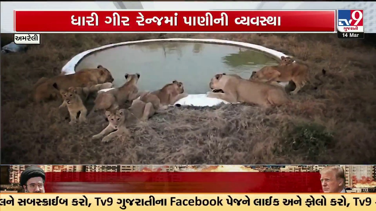 Amreli Forest Dept Activates 250+ Water Points for Lions Amid 40°C Heatwave | TV9Gujarati