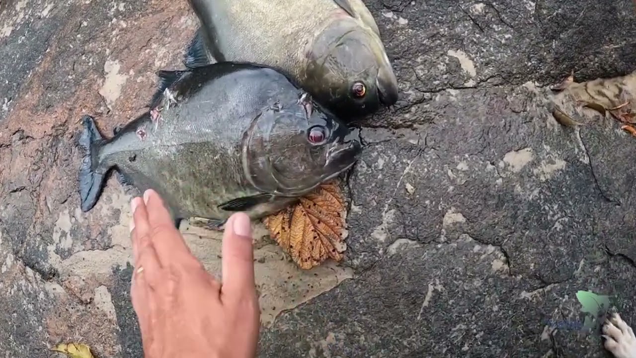 Aventura no Amapá parte 2