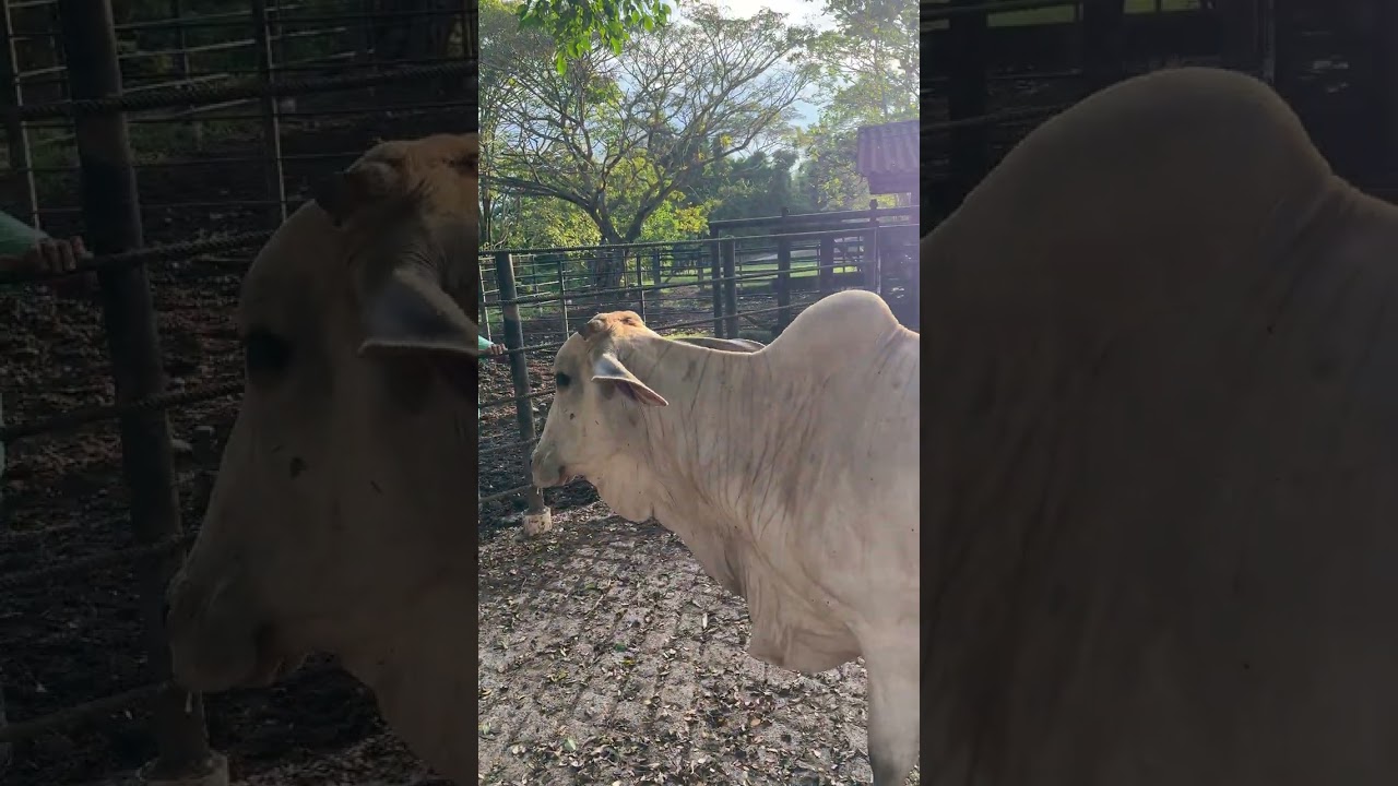 Una vaca toda aletosa #vaca #ganado #campo #reels 