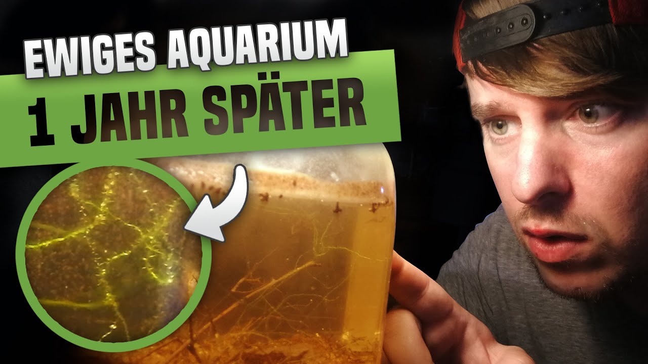 1 Jahr später: Im Ewigen Aquarium wächst was!