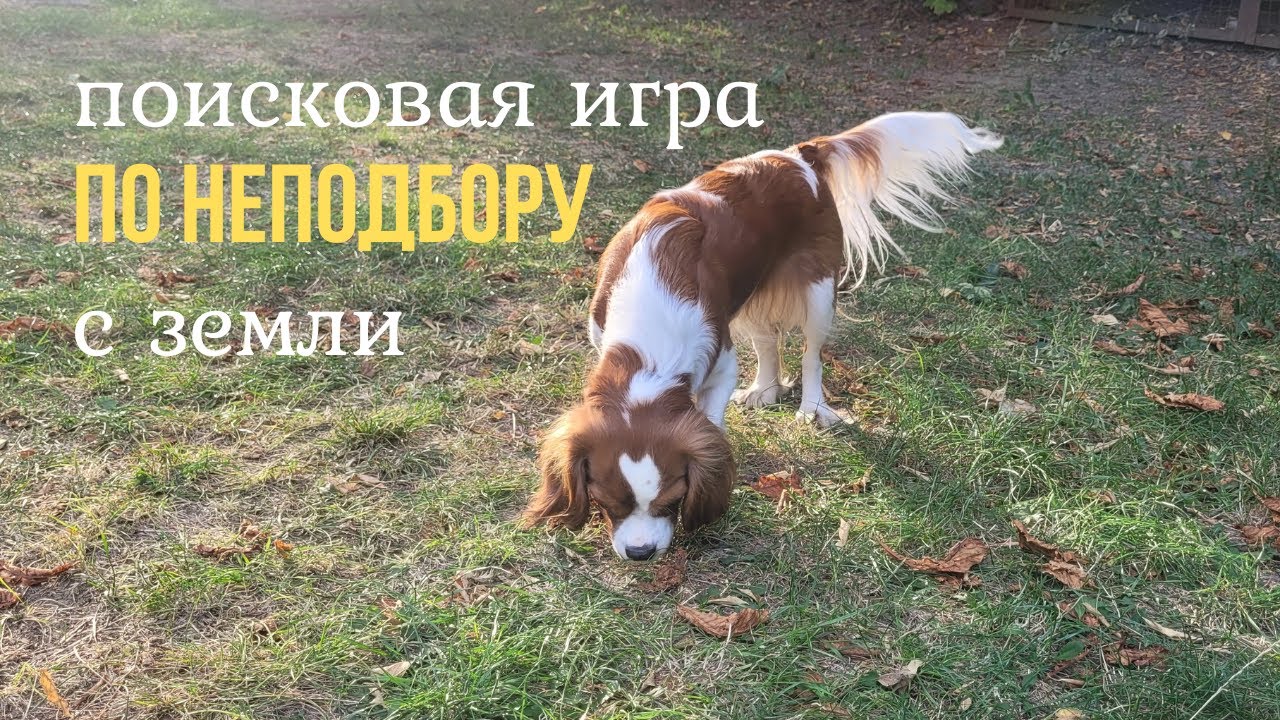 Неподбор #2/Поисковая игра на улице #dog #собака #дрессировка #воспитание