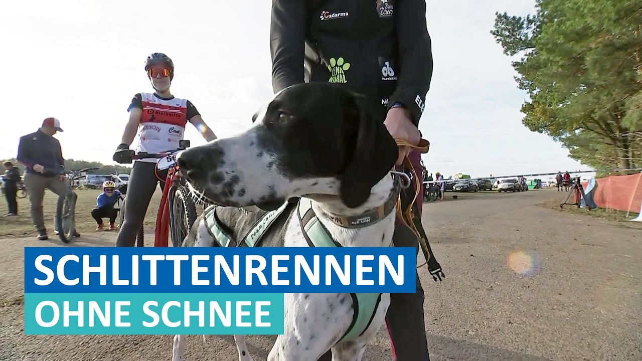 Schlittenhunde-EM in Leipa gestartet | MDR um Zwei | MDR