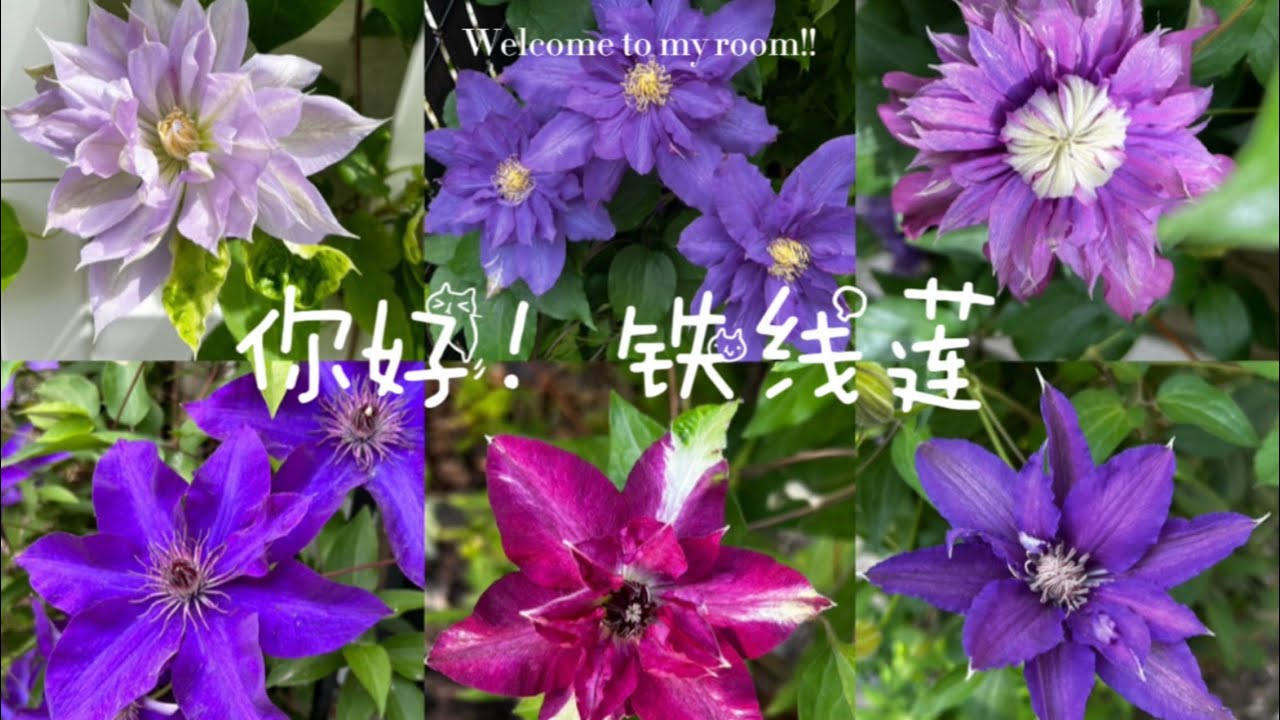 你好！铁线莲！| Hi ! clematis! | 6月中旬的铁线莲 Zone5 蒙特利尔