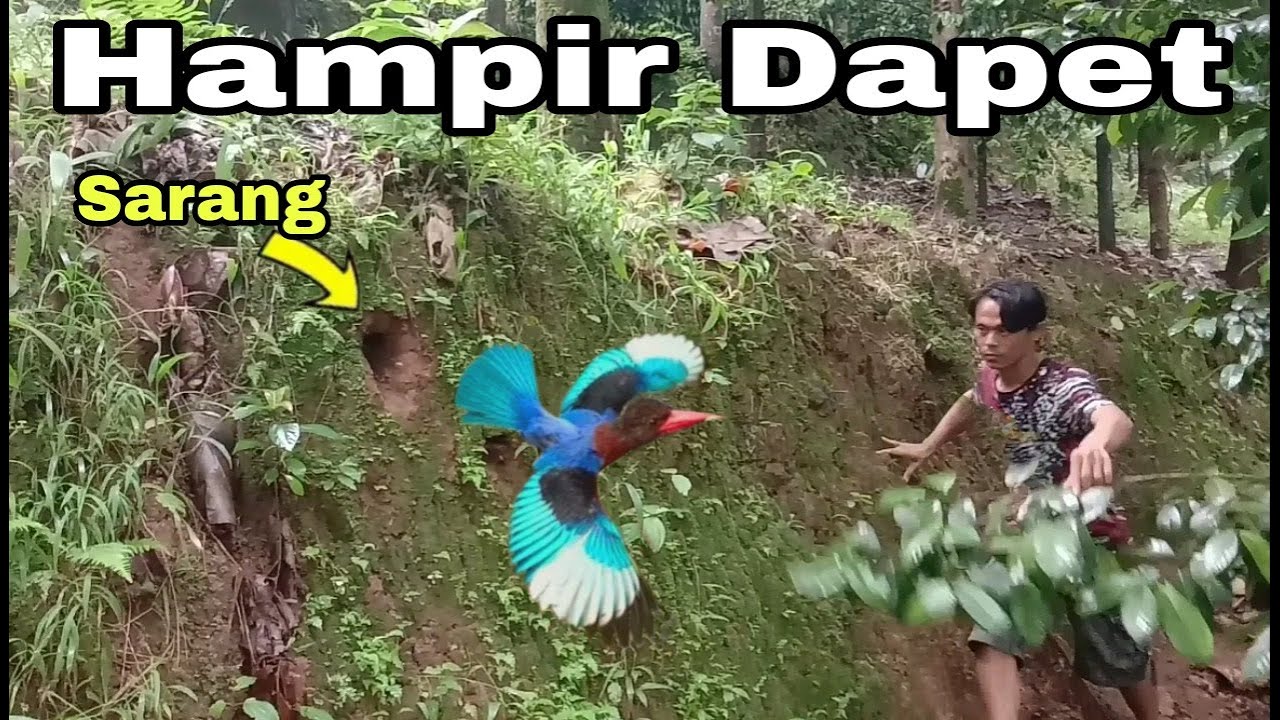 sarang burung tengkek udang dalam Lub4ng tan4h ||  sarangnya di tebing rendah bgtttt..